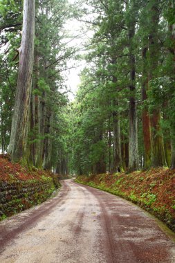 nikko, Cedar Caddesi