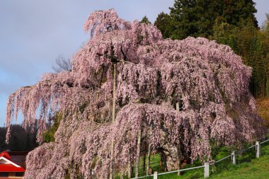 Cherry trees in full blossom clipart