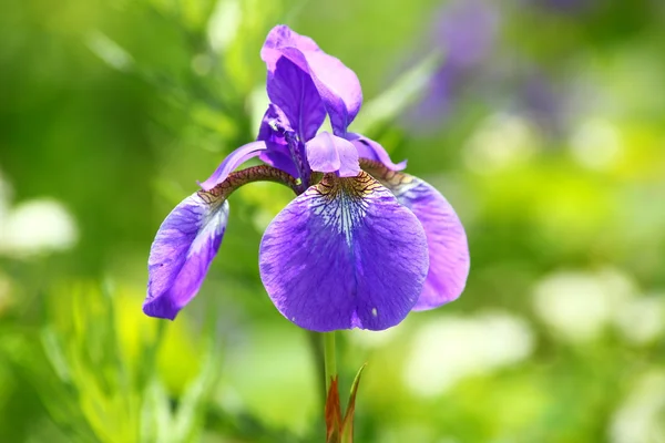 Iris siberiano — Foto de Stock