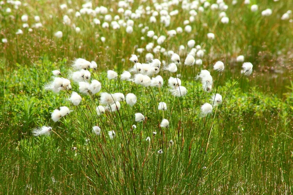 Hierba de algodón —  Fotos de Stock