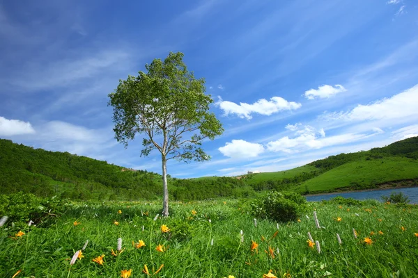 Дневная лилия и дерево — стоковое фото