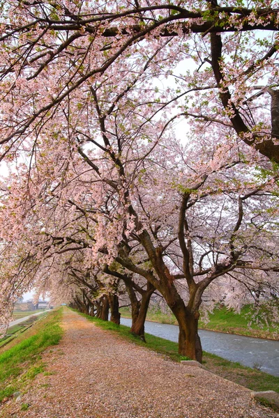 Cherry tree and causeway — Stock Photo, Image