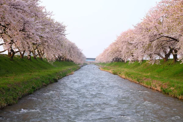 Cherry tree and river — Stock Photo, Image