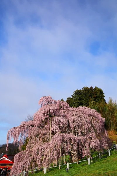 Cherry trees in full blossom — Stock Photo, Image
