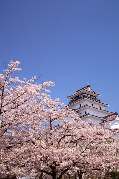 Castello di Aizuwakamatsu e fiori di ciliegio — Foto Stock