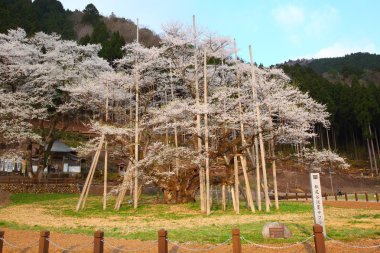 Japon kiraz ağacı