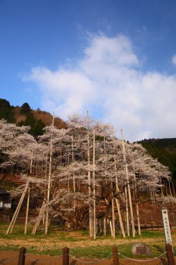 Japon kiraz ağacı