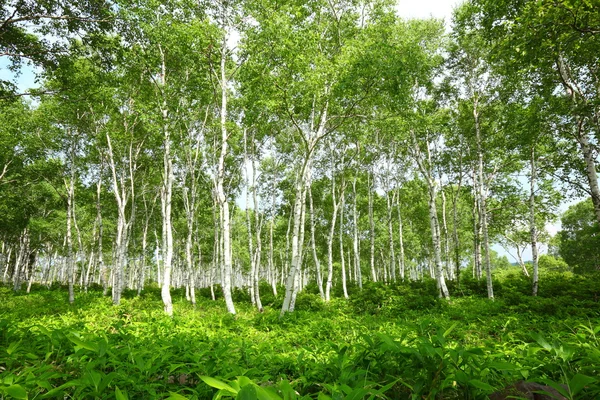Bosque de abedul blanco — Foto de Stock