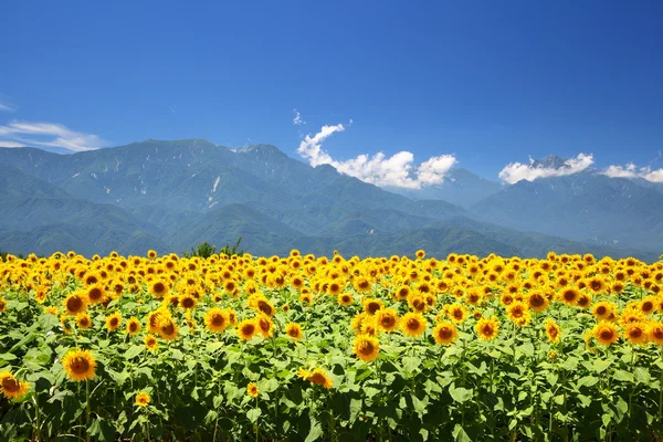 stock image Sunflower field and mountain