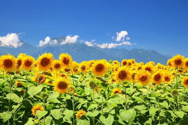 Słonecznikowe pole i góry — Zdjęcie stockowe