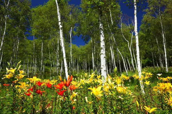 Beyaz huş ağacı orman ve lily