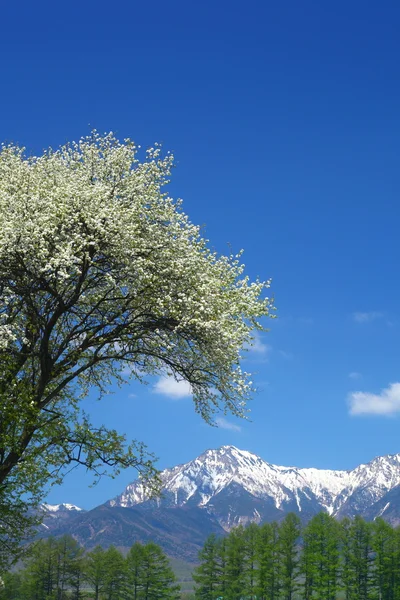 マルスはスダジイと八ヶ岳の木 — ストック写真