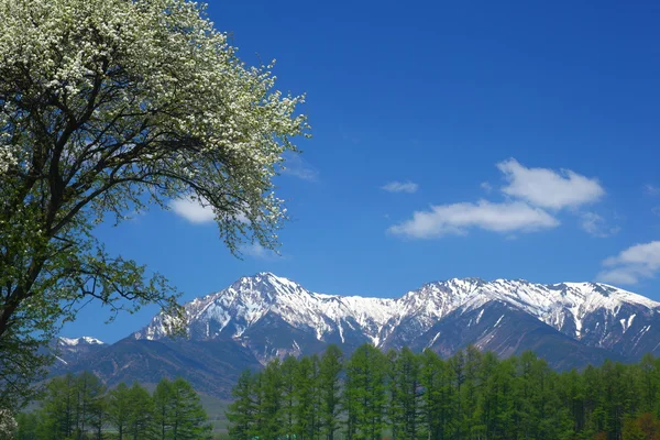 Árvore de Malus Sieboldii e Mt. Yatsugatake — Fotografia de Stock