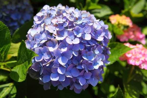 stock image Blue hydrangea flower