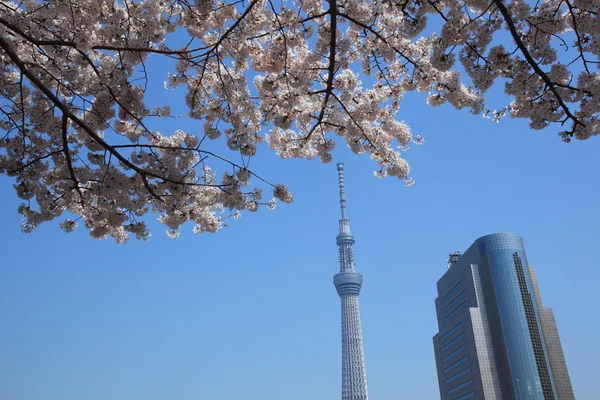 Tóquio árvore do céu e flor de cereja — Fotografia de Stock