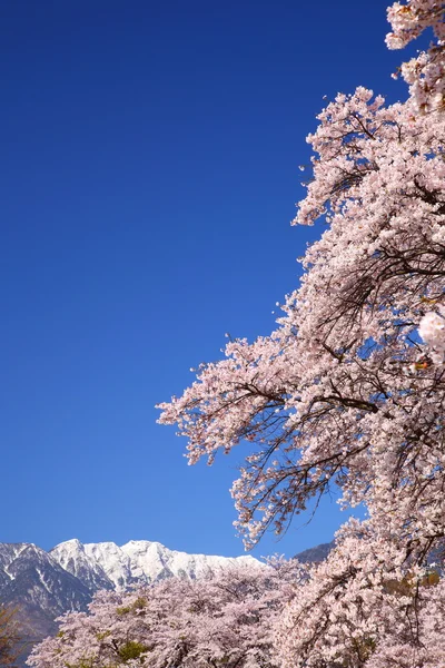 Kersenboom en besneeuwde berg — Stockfoto