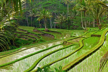 Rice field terrace in Bali clipart