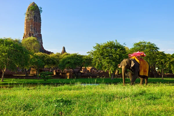 Elefante in rovine Ayutthaya — Foto Stock