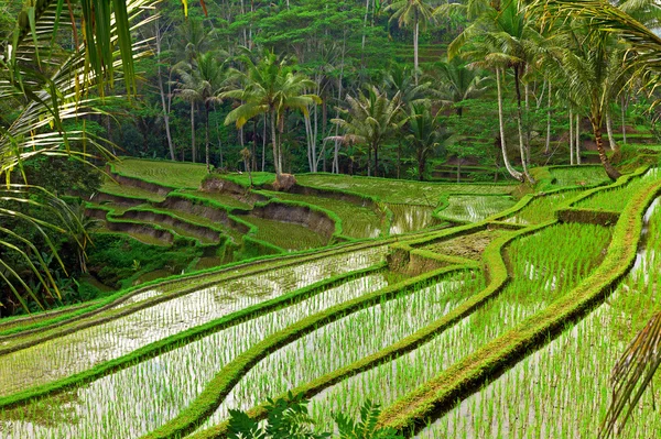 Reisfeld-Terrasse in Bali lizenzfreie Stockbilder
