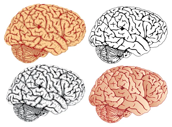 Mozku čtyři variace — Stockový vektor