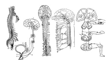 Vector. Central nervous system clipart