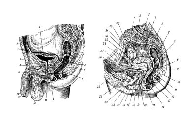 Vector. Human sex organs clipart