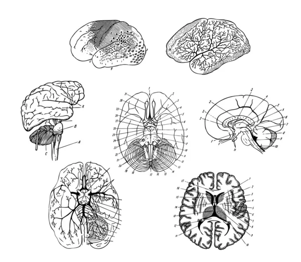 Vektor. lidský mozek struktura — Stockový vektor