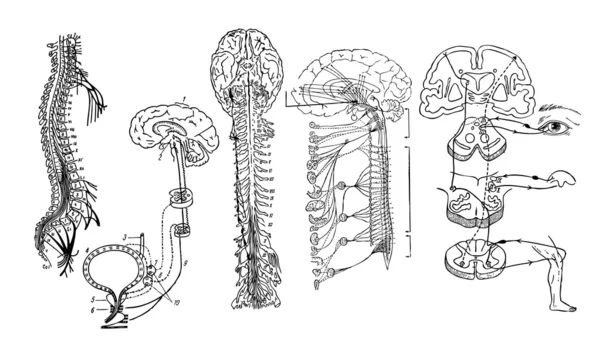 diagrama del sistema nervioso en blanco
