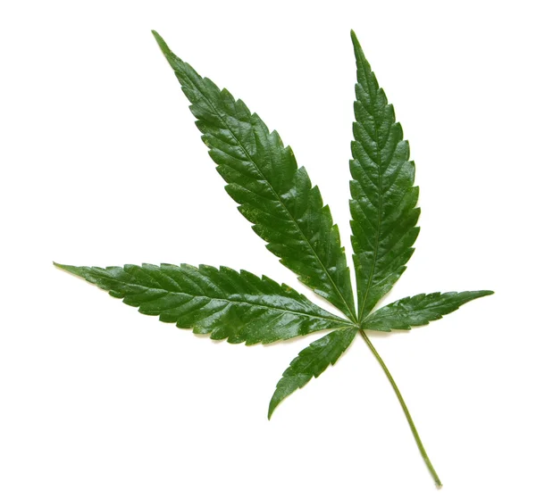 마리화나의 잎 — 스톡 사진