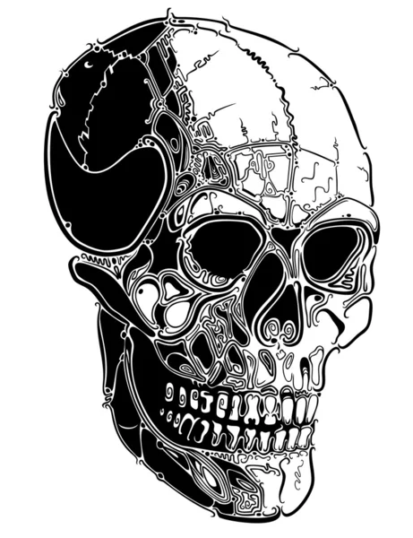 Skull lines — Stock Vector