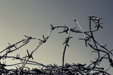 Champ de maïs à la récolte