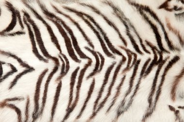 White animal tiger fur, skin texture - background clipart