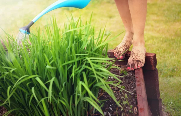 Грязные ноги с красными ногтями, женщина поливает растения — стоковое фото