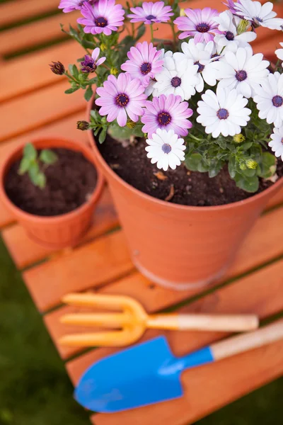 Frühling im Garten, Blumen eintopfen — Stockfoto