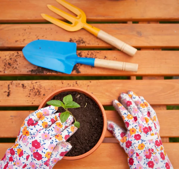 Spring in the garden, potting flowers — Stock Photo, Image