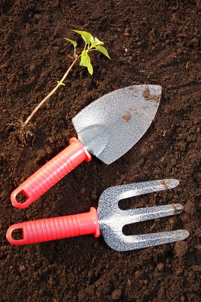 Садовые инструменты и растение — стоковое фото