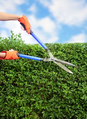 Hands with garden shears cutting a hedge in the garden clipart