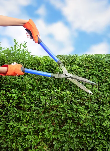 Handen met tuinschaar die een heg in de tuin snoeien — Stockfoto