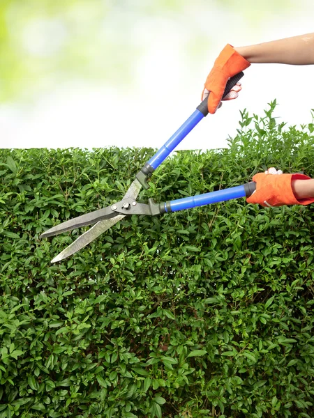 Händer med trädgårdssaxar skär en häck i trädgården — Stockfoto