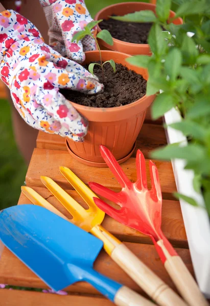 Spring in the garden, potting flowers — Stock Photo, Image
