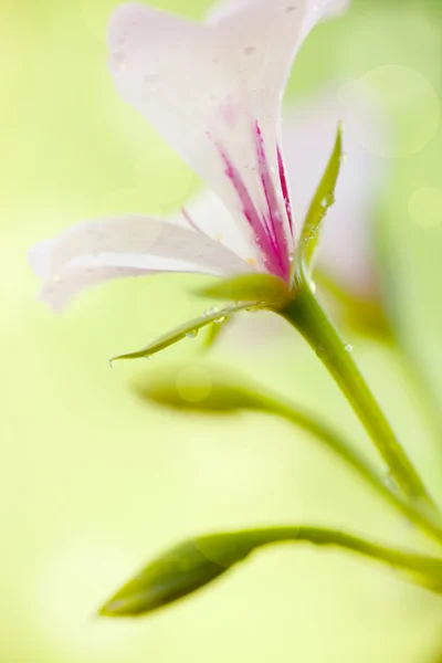 Letní květy — Stock fotografie