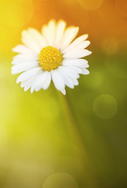 Літній польові квіти — стокове фото