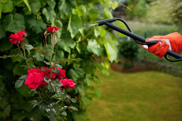 Hands with garden shears cutting a hedge in the garden — Stock Photo, Image