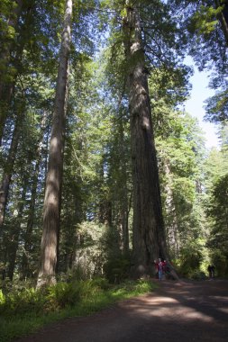 redwoods, california ziyaret.