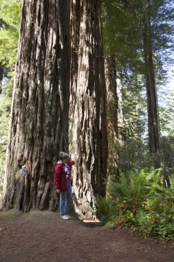 redwoods, california ziyaret.