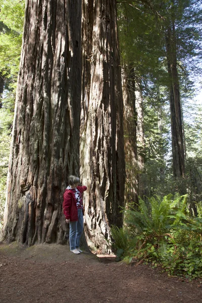 Een bezoek aan de redwoods, Californië. — Stockfoto