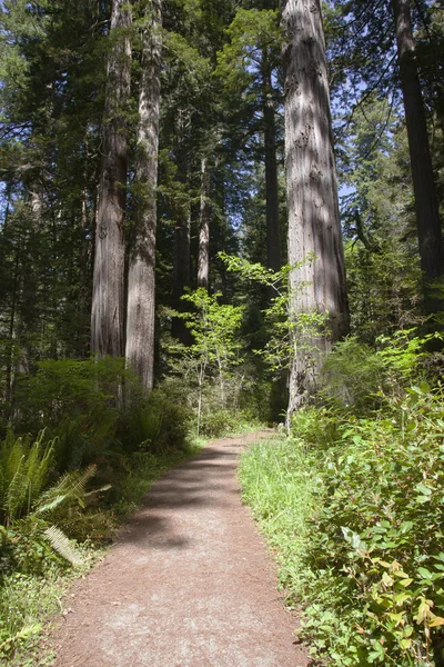 Kalifornie Redwood lesní. — Stock fotografie