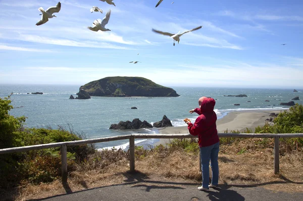 Feeding the seagulls, OR., coastline. — Stock Photo, Image