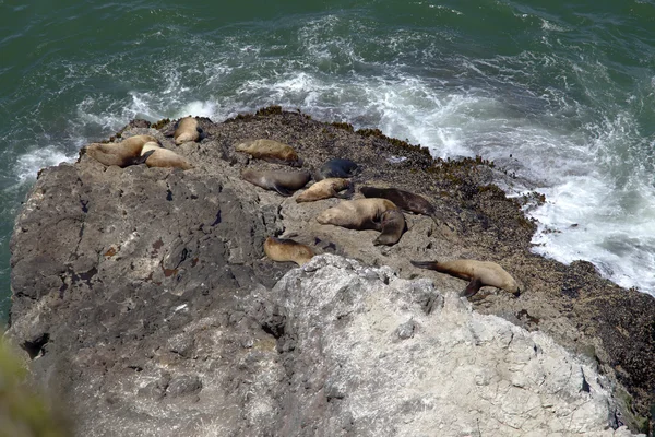 Deniz Aslanları kaya, oregon sahil üzerinde uyuyor. — Stok fotoğraf