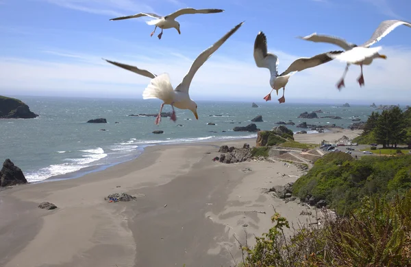 俄勒冈州海岸和沙滩和海鸥. — 图库照片